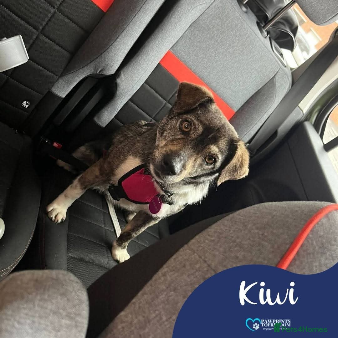 Mixed Breed dogs Meet Kiwi, Currently residing in Kent - Advert 2