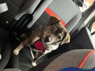 Mixed Breed dogs Meet Kiwi, Currently residing in Kent - Advert 2