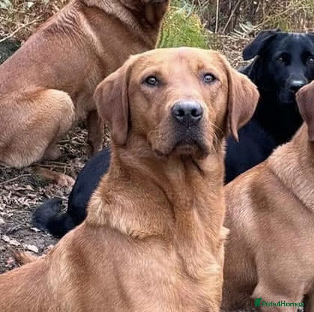 Labrador Retriever dogs for stud: KC Fox Red Lab Stud Fully Health Tested 37Ftch/Ftw in Corwen - Advert 9