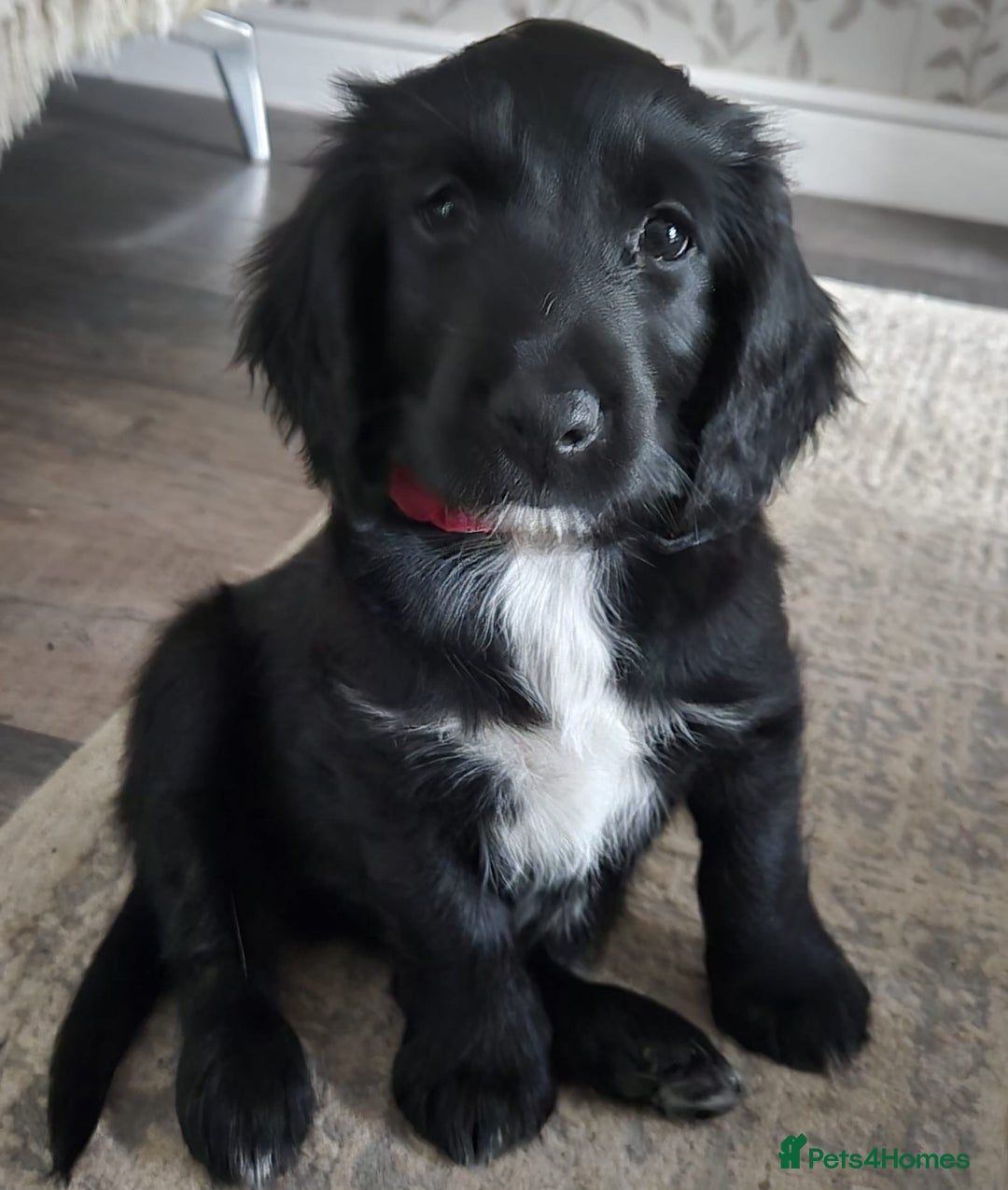 Mixed Breed dogs for sale: Gorgeous Cockapoo Golden Retriever  - Image 2