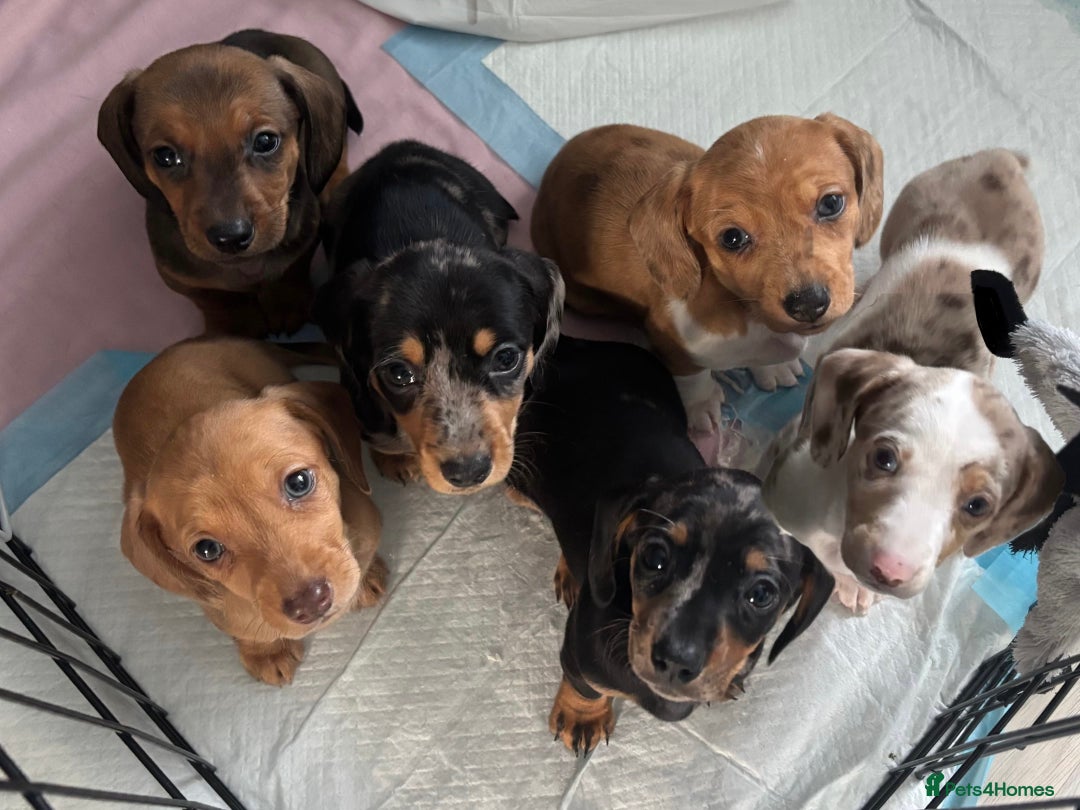 Dachshund dogs for sale: LAST 2 READY NOW Dachshund Puppies (1F, 1M) - Image 4