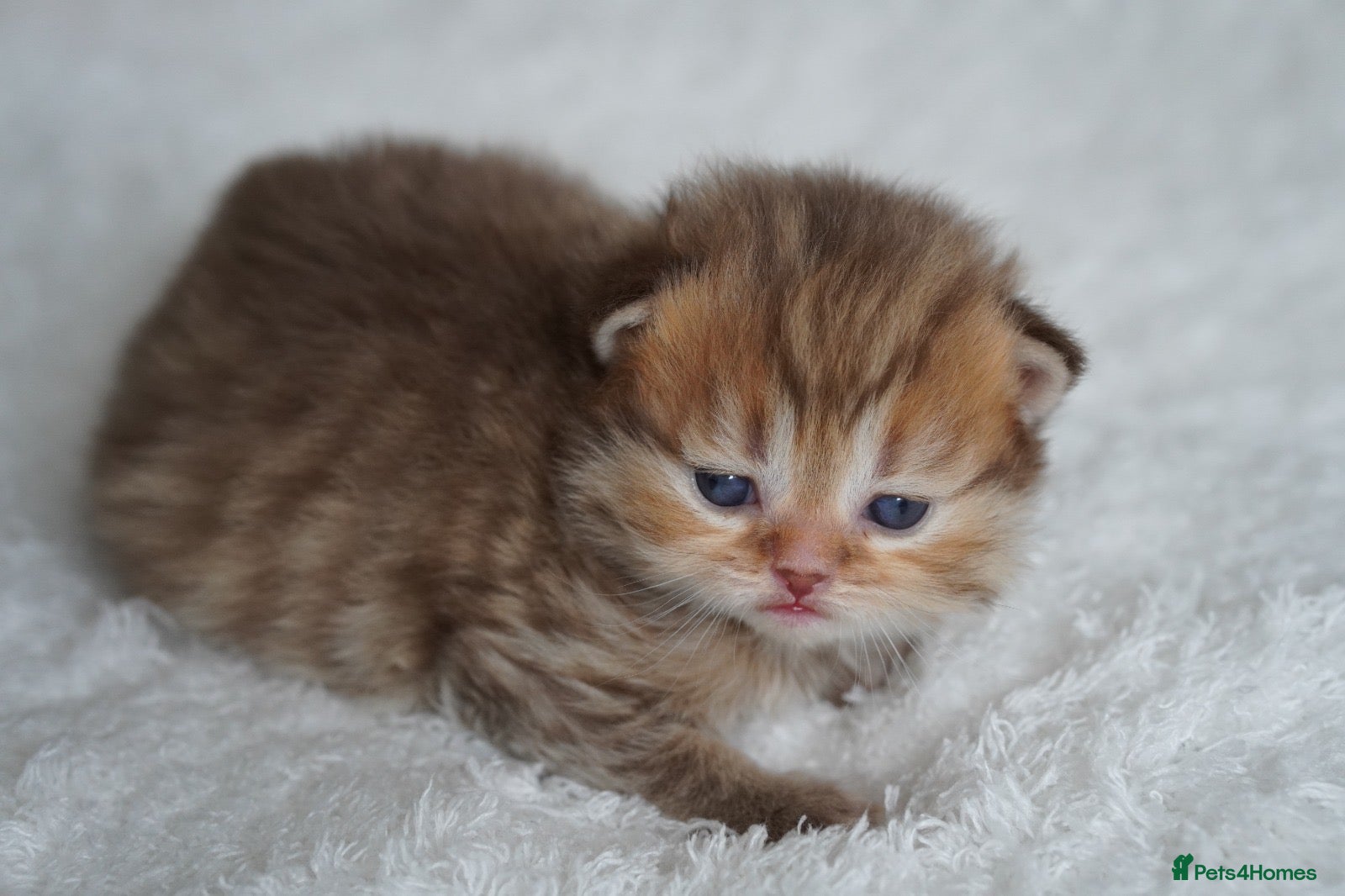 Munchkin cats Beautiful Golden Chocolate kittens - Advert 2