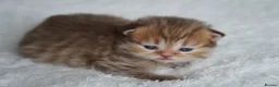 Munchkin cats for sale: Beautiful Golden Chocolate kittens - Advert 2