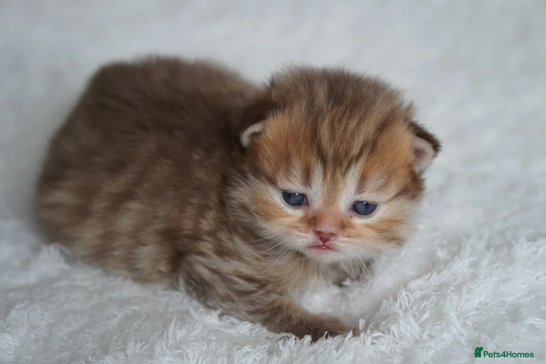 Munchkin cats for sale: Beautiful Golden Chocolate kittens - Advert 2