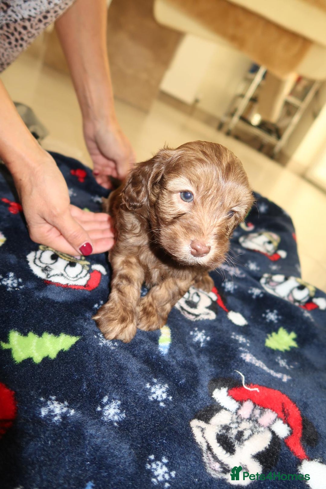 Cockapoo dogs for sale: Gorgeous F1B Cockapoo Puppies – Doncaster  - Advert 4