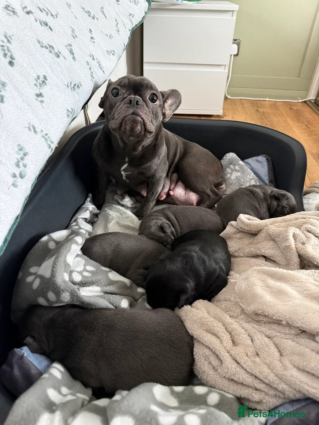 French Bulldog dogs for sale: French bulldog puppies for sale to good homes - Advert 9