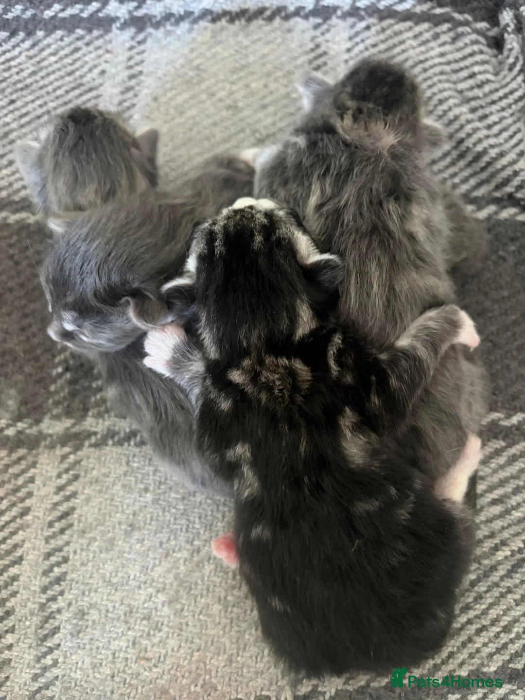 Mixed Breed cats for sale: Beautiful Maine coon cross kittens  - Advert 21