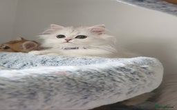 Persian cats for sale: 🌟2 Beautiful Pedigree Chinchilla Persian Kitten🌟 - Image 5