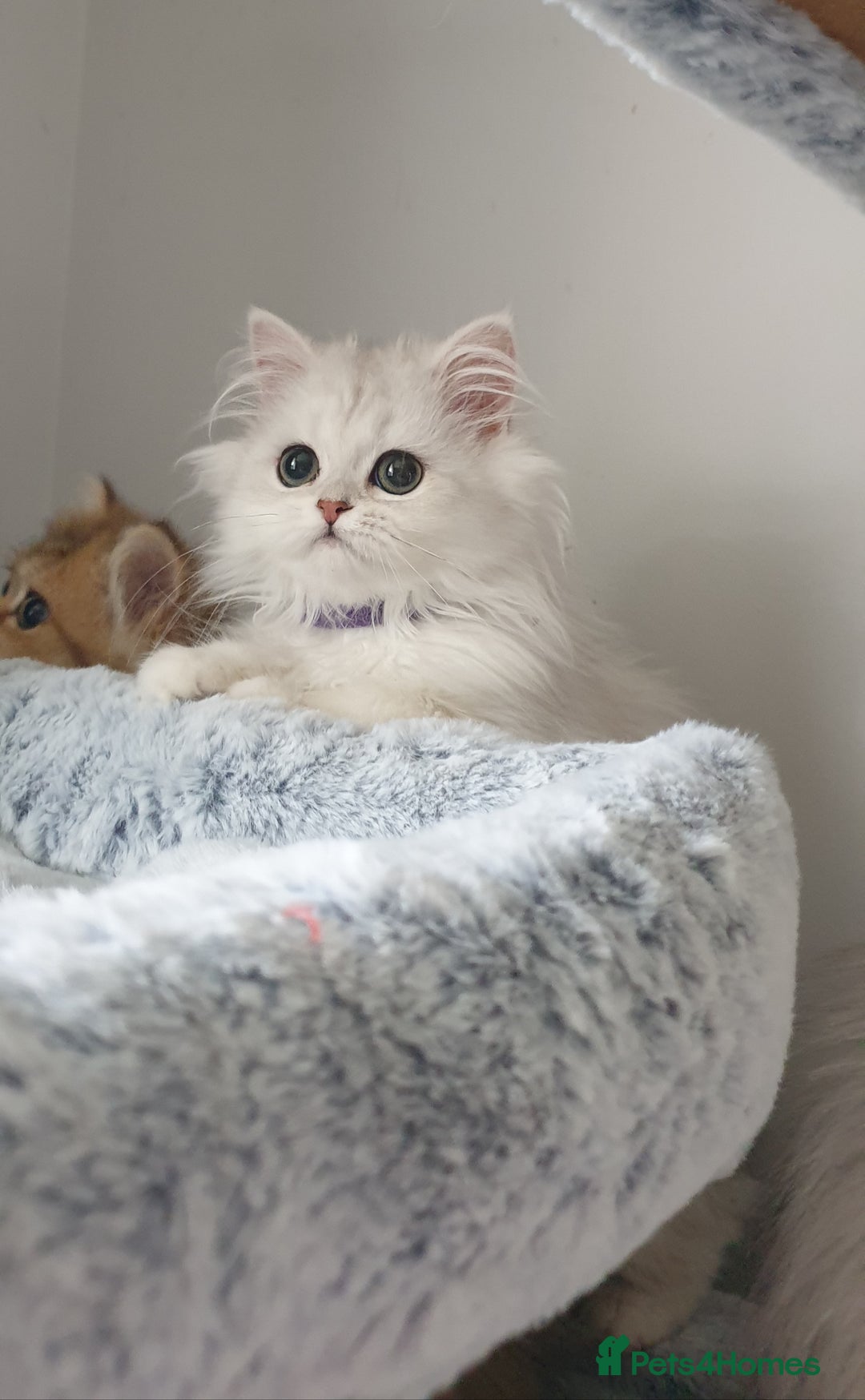 Persian cats for sale: 🌟2 Beautiful Pedigree Chinchilla Persian Kitten🌟 - Image 5