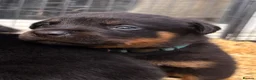 Rottweiler dogs for sale: 🐾 EXCEPTIONAL ROTTWEILER PUPPIES  - Advert 8