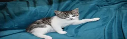Mixed Breed cats for sale: 6 Gorgeous kittens for sale - Advert 6