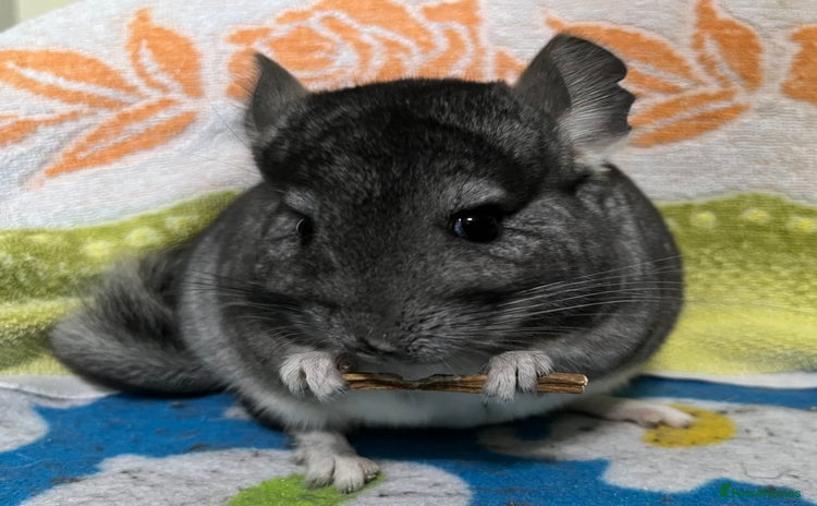 Chinchilla rodents in Macclesfield - Advert 12