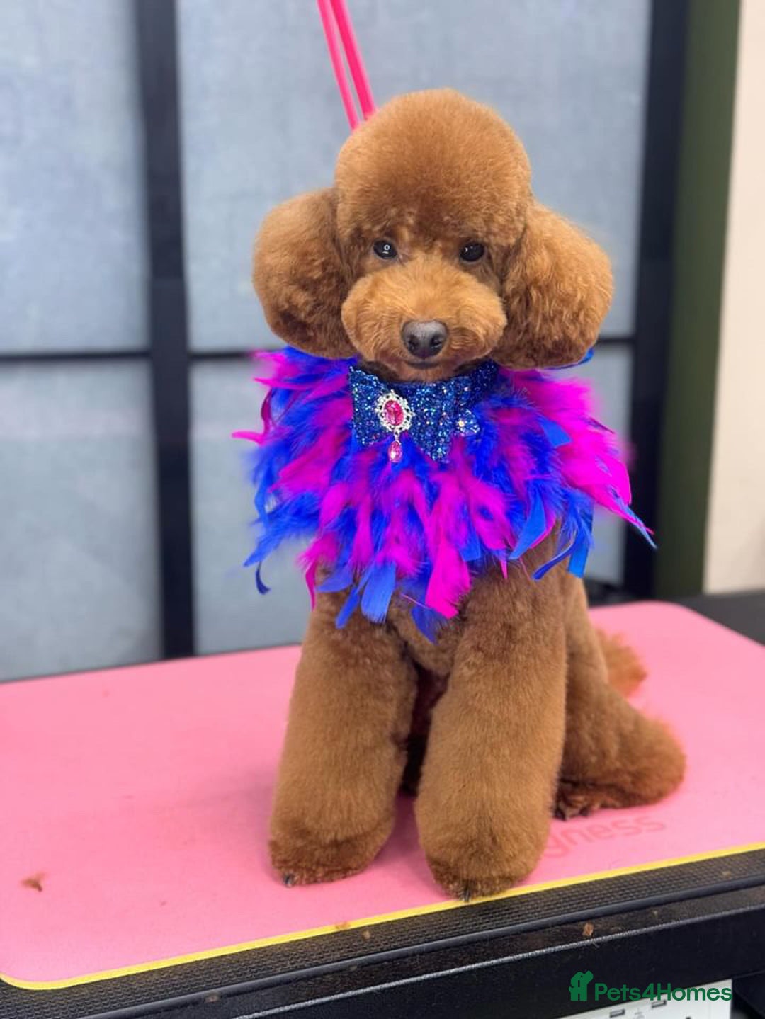 Toy Poodle dogs for stud: MULTI-AWARD WINNING SHOW DOG FOR STUD✨🐩 - Image 14