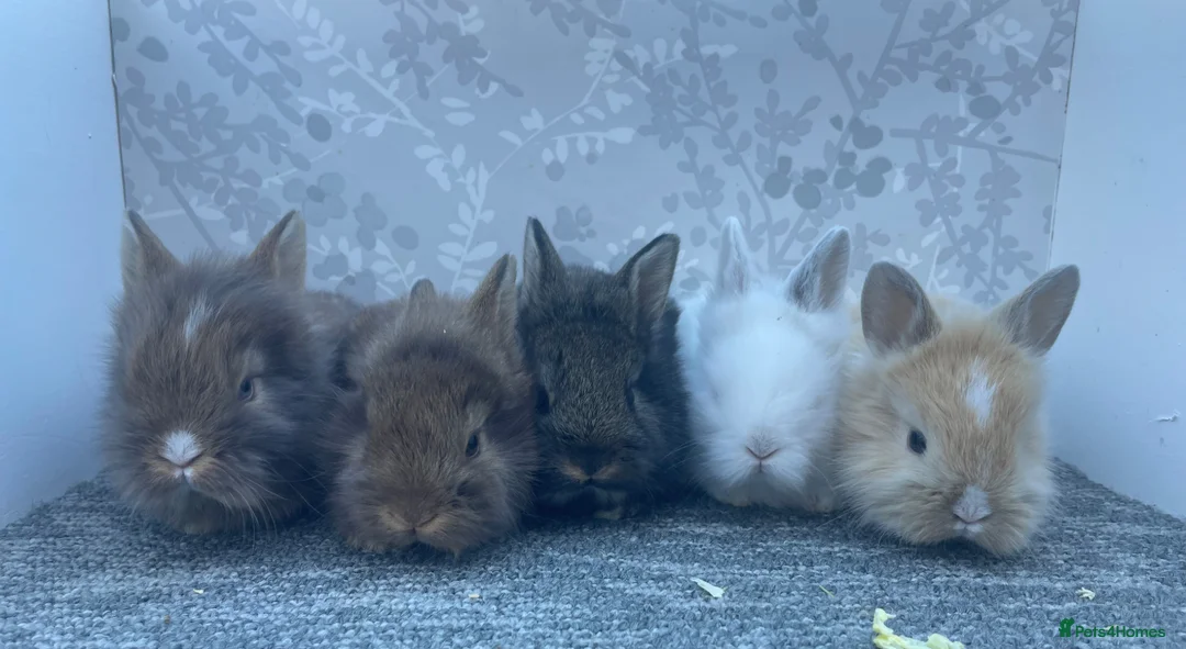 Lionhead rabbits for sale: Double main lionhead  - Advert 1
