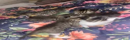 Mixed Breed cats for sale: Kittens  - Advert 8