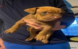 Mixed Breed dogs for sale: American bull staffy cross cross presa canario - Image 6