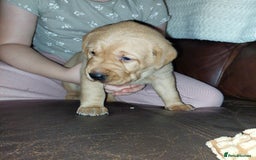 Labrador Retriever dogs for sale: Gorgeous female labrador puppy available Oct 4th  - Image 9