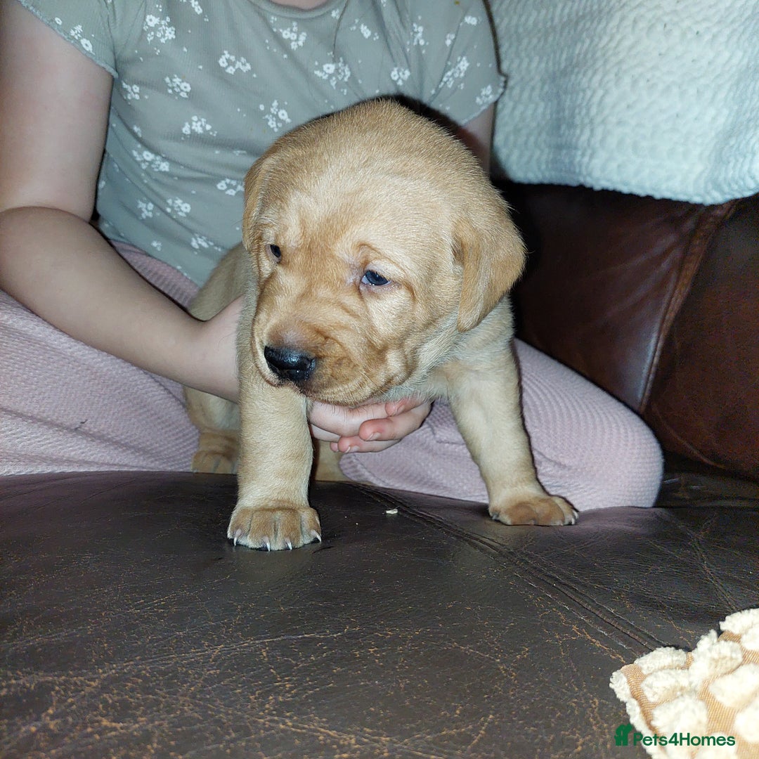 Labrador Retriever dogs for sale: Gorgeous female labrador puppy available Oct 4th  - Image 9