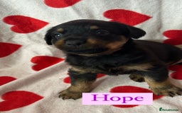 Rottweiler dogs for sale: 2 girls remaining  - Image 2