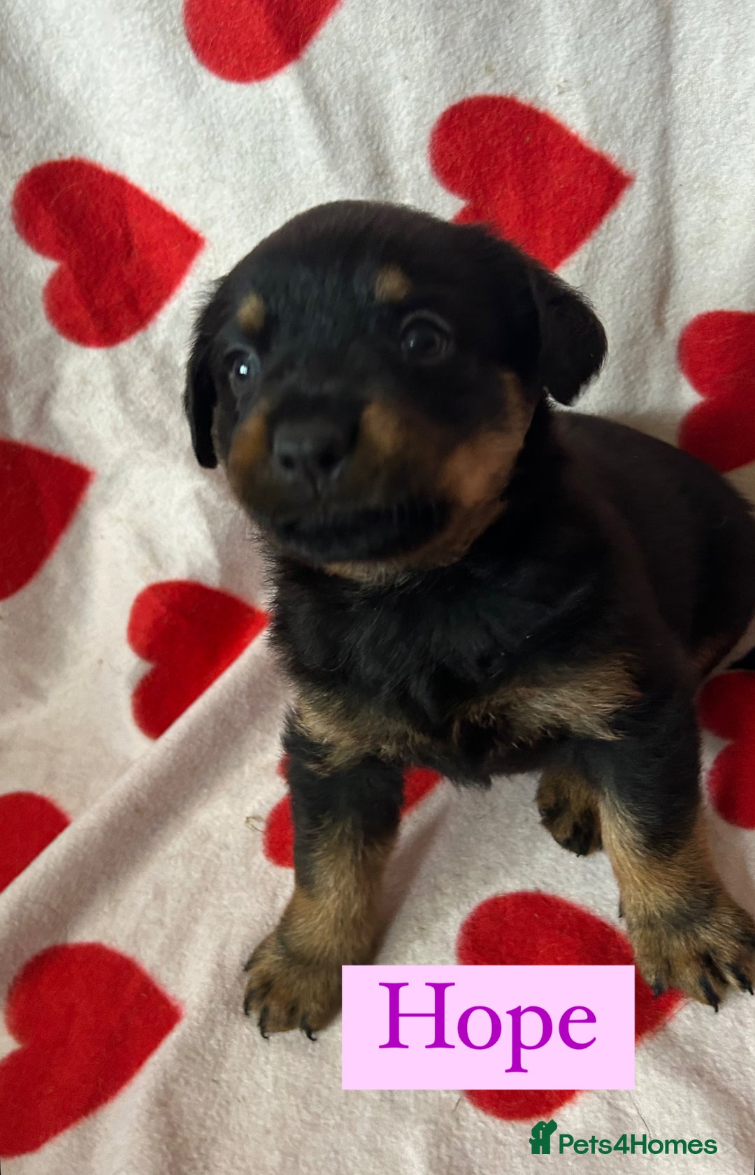 Rottweiler dogs for sale: 2 girls remaining  - Image 2