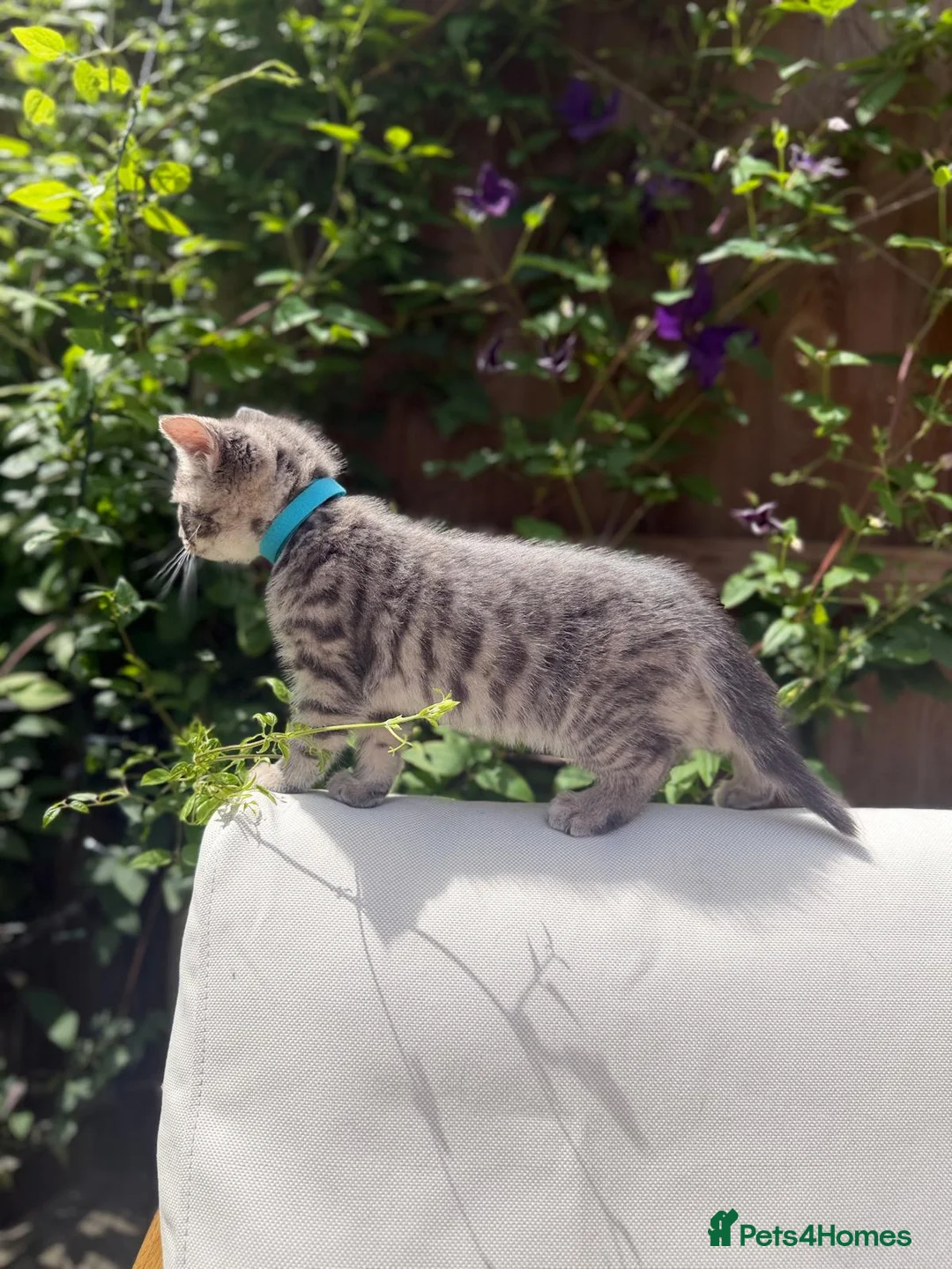 Turkish Angora cats for sale: 😻 Last 2 Turkish Angora X Kittens - Advert 2