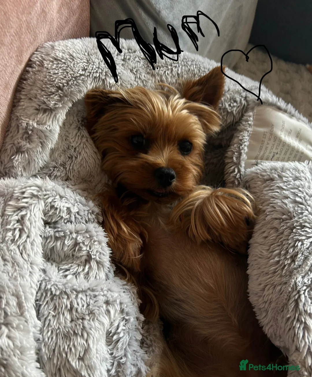 Yorkshire Terrier dogs for sale: Stunning Yorkshire Terriers Puppies  - Advert 9