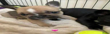 French Bulldog Puppy 4