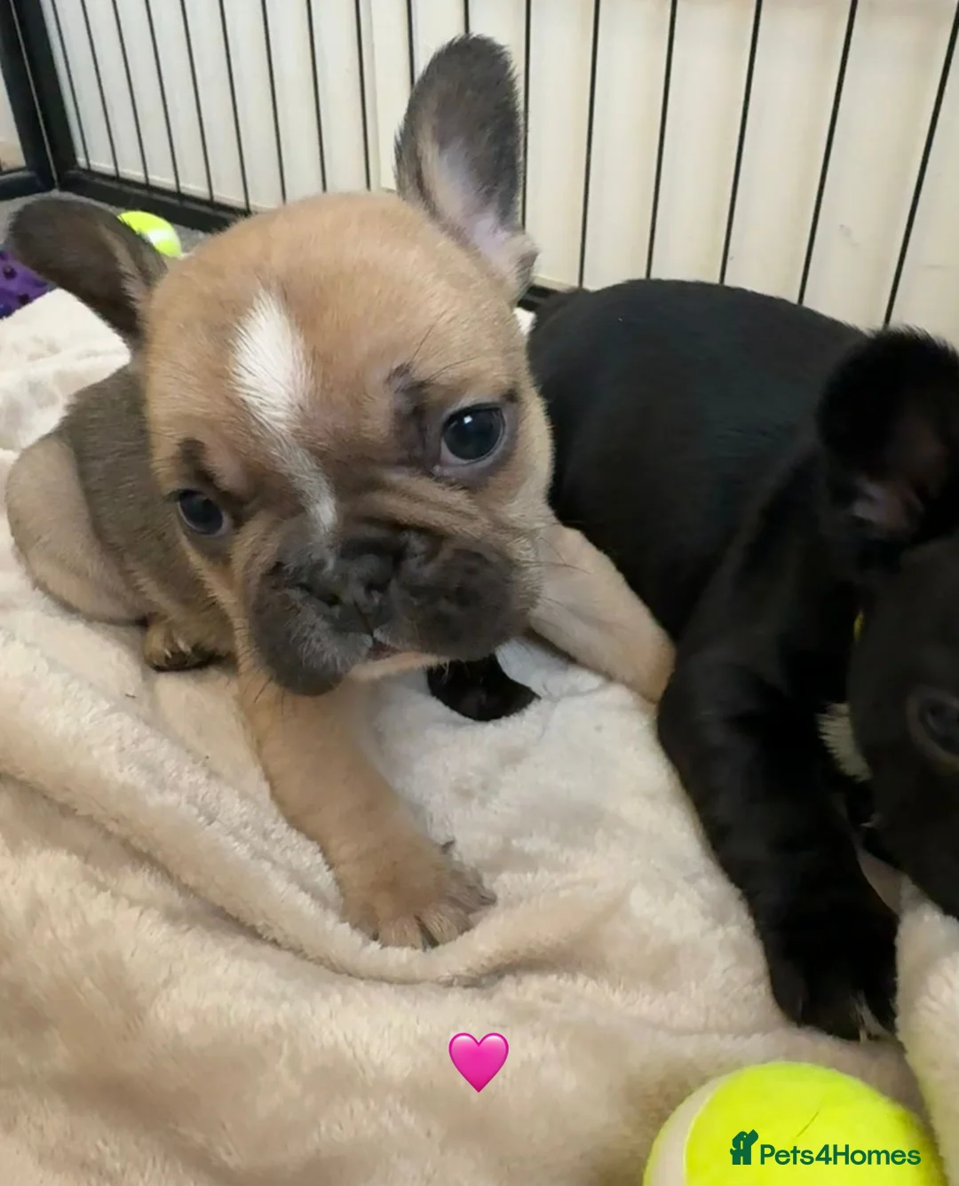 French Bulldog dogs for sale: French Bulldog Puppies - Advert 16