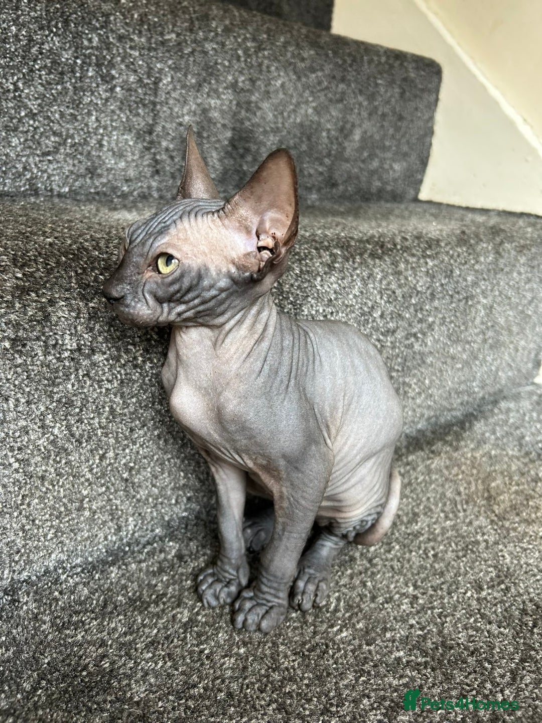 Sphynx cats for sale: 4 female canadian sphynx looking for home - Advert 11