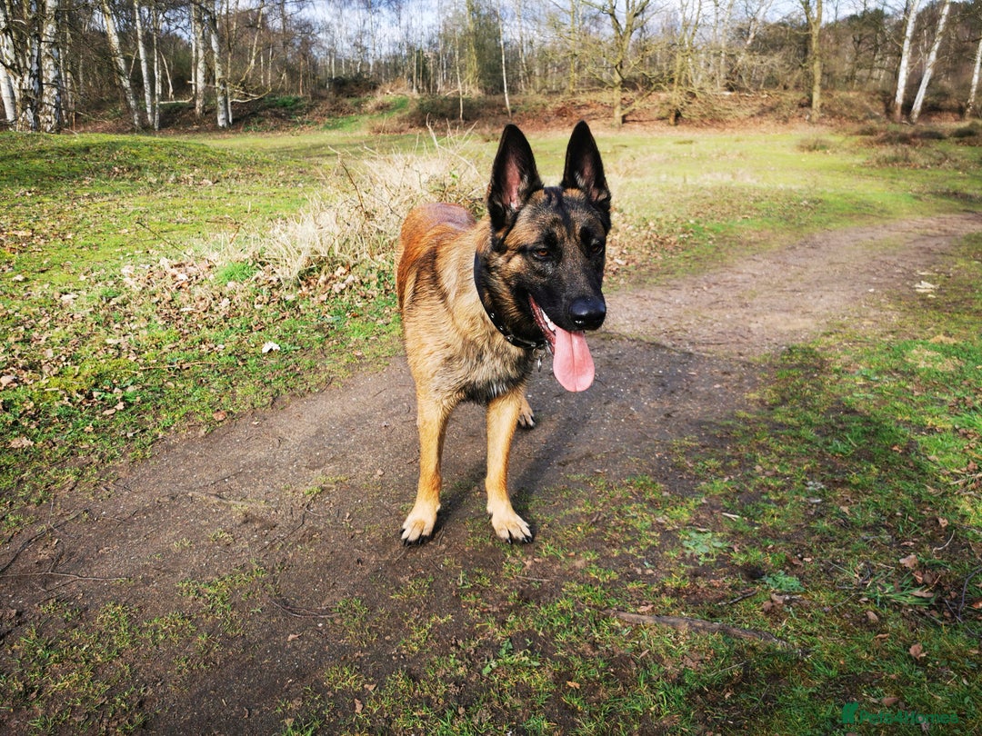 Mixed Breed dogs for sale: German shepard cross Malanois  - Image 4