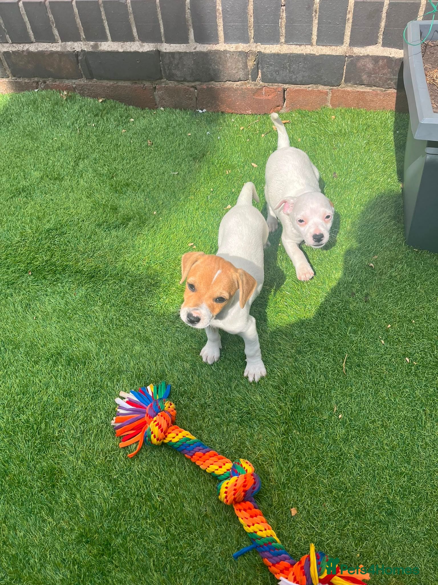 Jack Russell dogs 2 girls left of litter if 8 lovely jack Russell's  - Advert 3