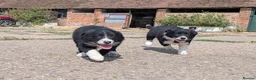 Border Collie dogs for sale: Border Collie Puppies for sale - Advert 8