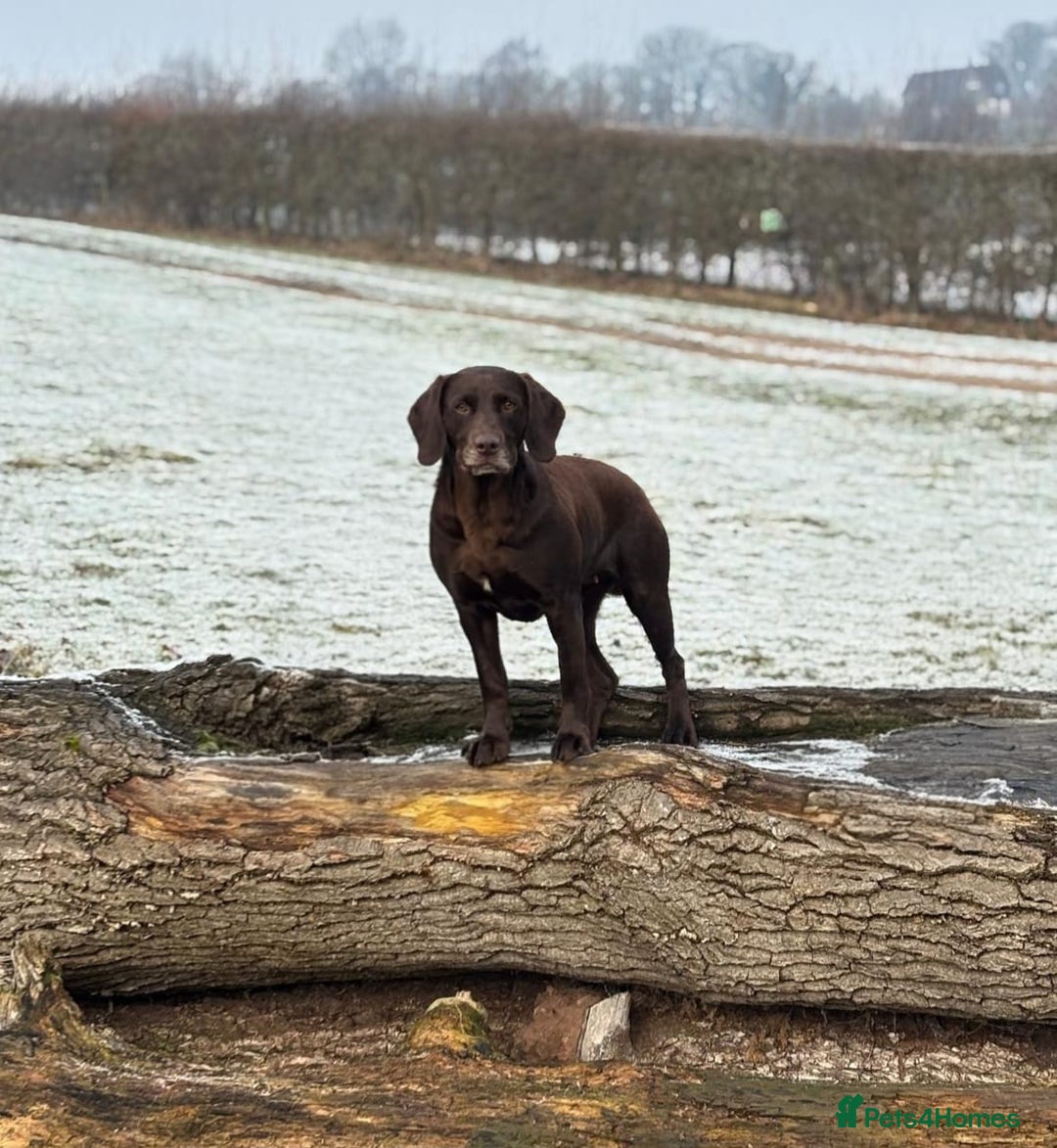 Springador dogs for sale: Springador Puppies - Advert 2