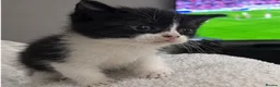 Domestic Shorthair cats for sale: 3 Beautiful Black & White Kittens🐈‍⬛ in Eastbourne - Advert 6