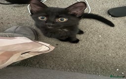 Mixed Breed cats for sale: Kittens for sale ready to leave  - Image 4