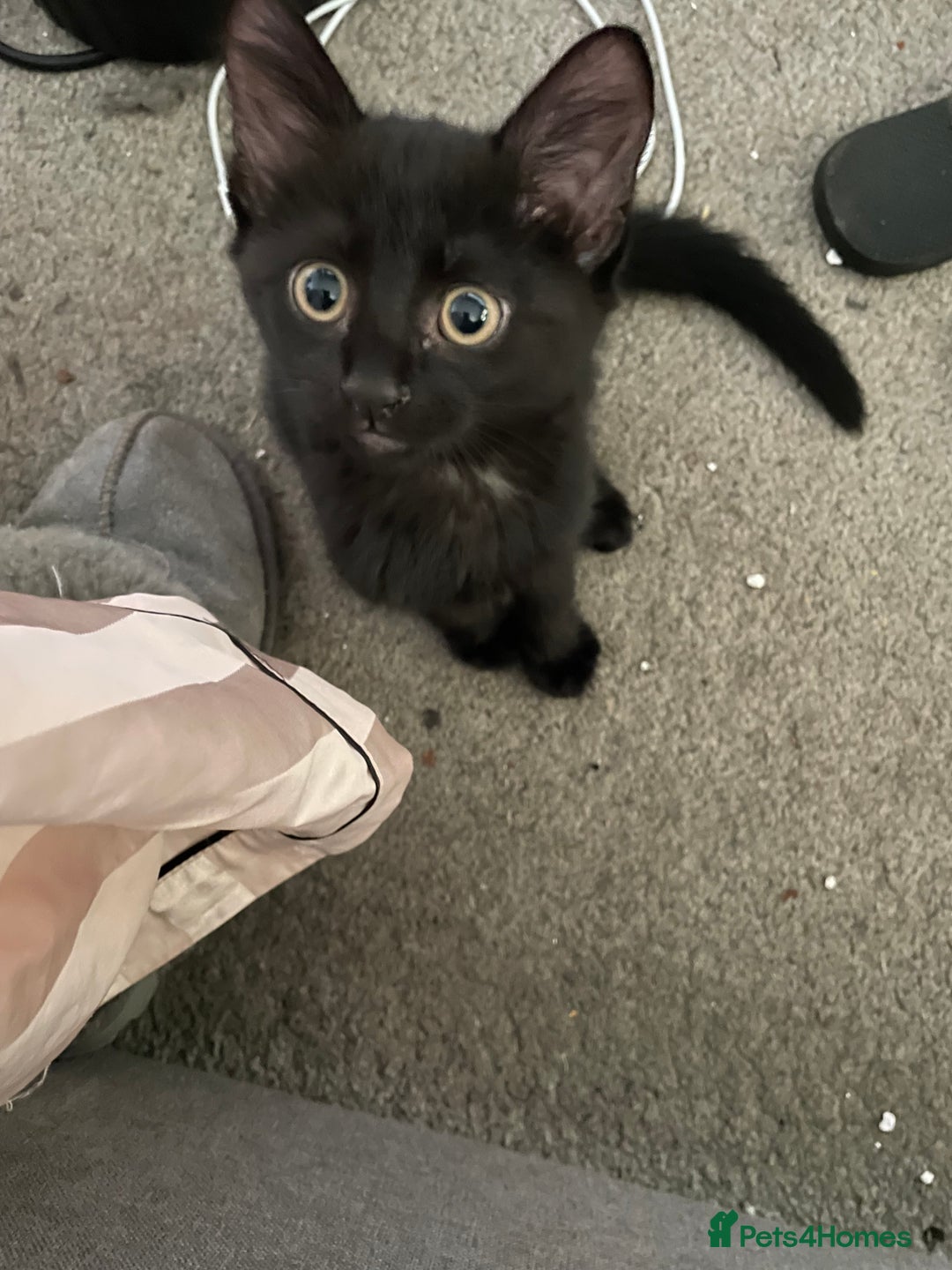Mixed Breed cats for sale: Kittens for sale ready to leave  - Image 4