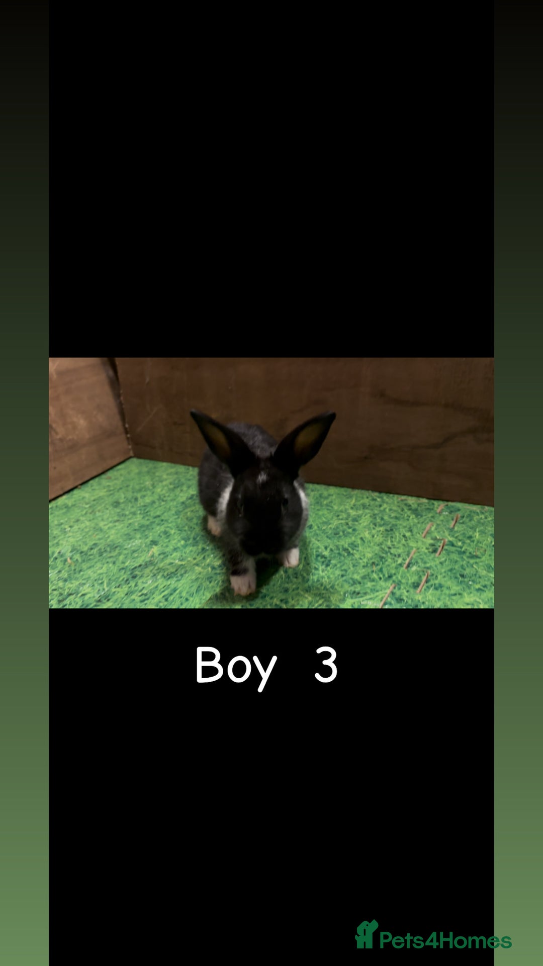 Mixed Breed rabbits for sale: 4 boy rabbits  - Advert 6