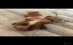 Cavalier King Charles Spaniel dogs for sale: KC REG CAVALIER KING CHARLES PUPPIES  - Image 4
