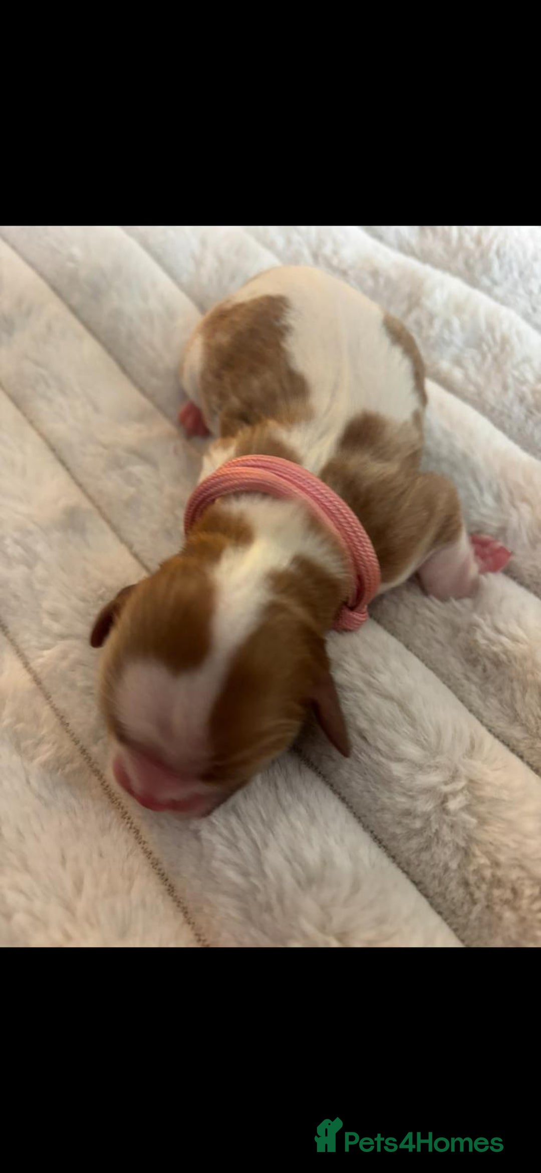 Cavalier King Charles Spaniel dogs for sale: KC REG CAVALIER KING CHARLES PUPPIES  - Image 4