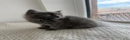 British Shorthair cats for sale: British Short Hair&Scottish Fold Straight - Advert 1