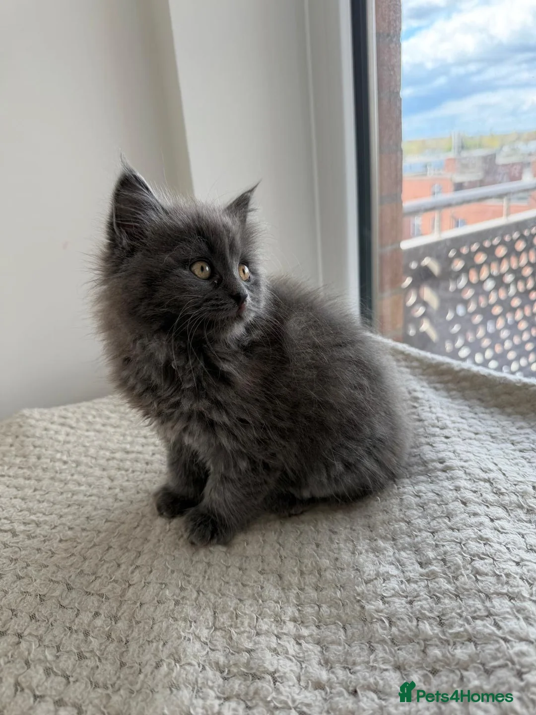 British Shorthair cats for sale: British Short Hair&Scottish Fold Straight - Advert 1