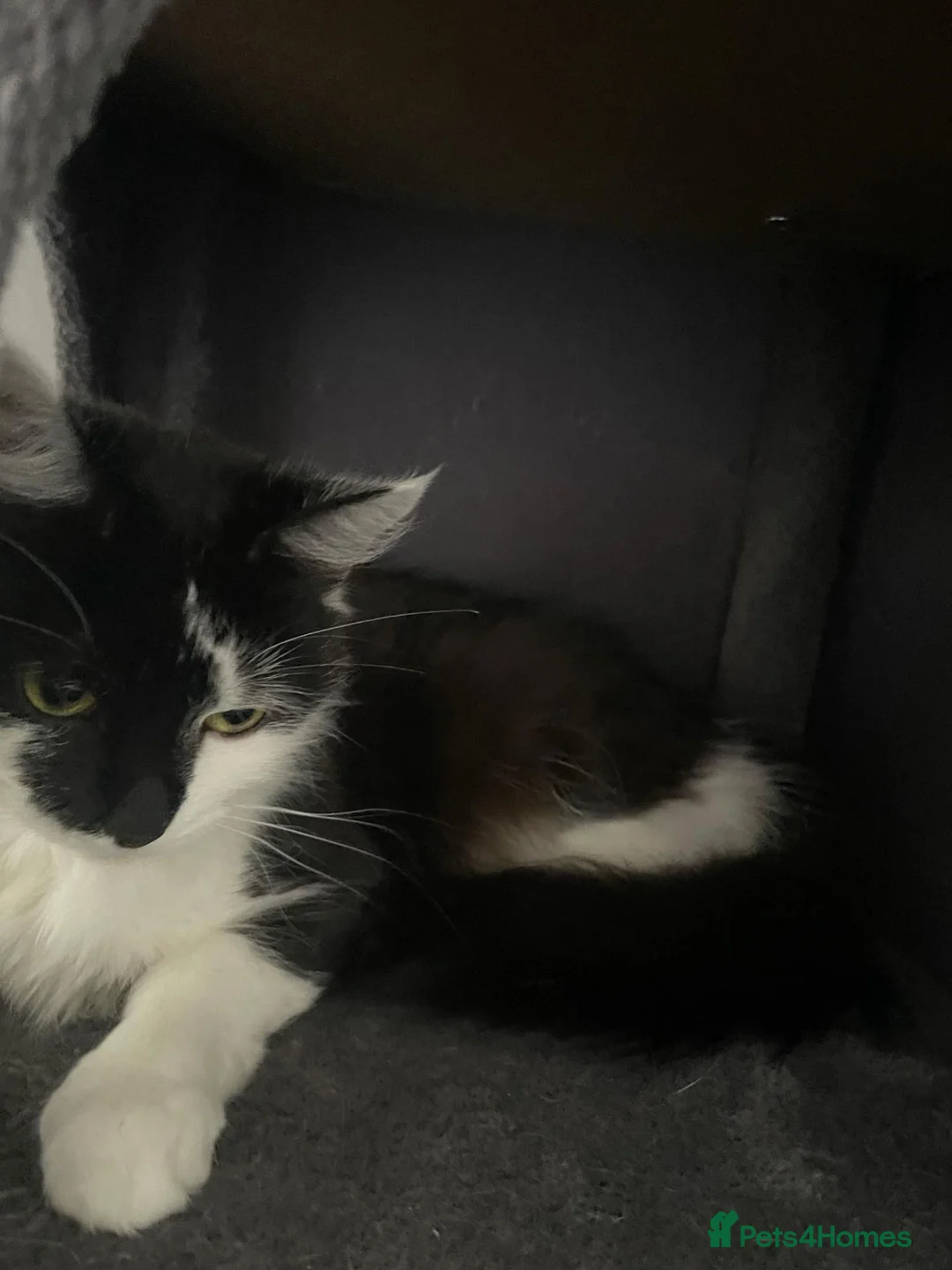 Mixed Breed cats for sale: Siberian Cross  female  - Advert 2