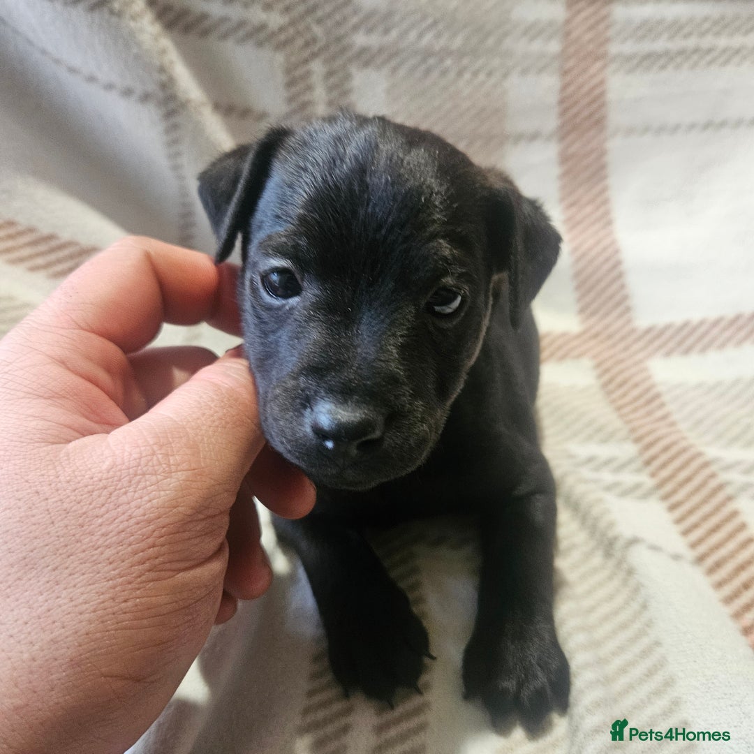 Mixed Breed dogs for sale: Patterdale/ fell terriers/ lakeland  - Image 13