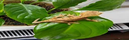 Gecko reptiles for sale: Unsexed Baby Crested Geckos - Advert 3