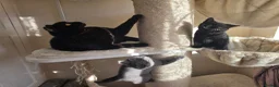 British Shorthair cats for sale: British shorthair kittens  - Advert 13