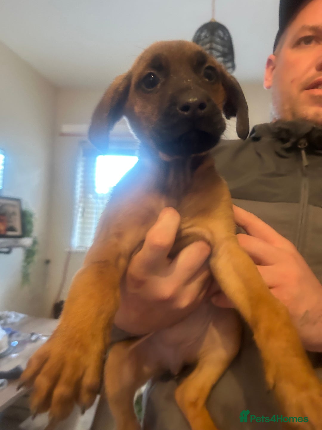 Mixed Breed dogs for sale: Doberman x cane corso  - Advert 28