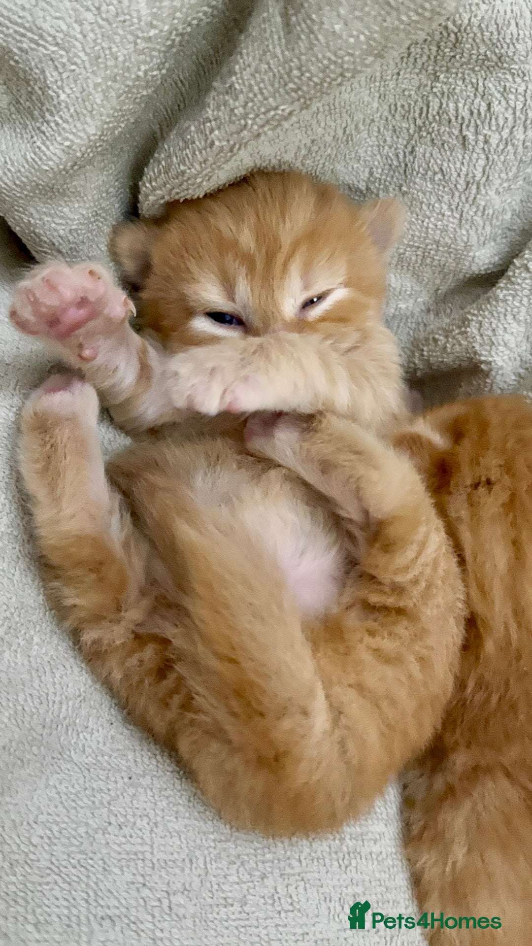 British Shorthair cats for sale: STUNNING 🤩 British Shorthair Queen 👑 litter  - Image 5