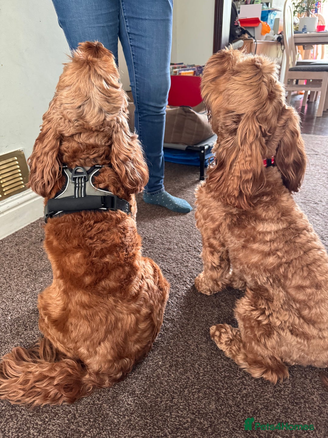 Cockapoo dogs for sale: Red Cockapoo girls F1b - Advert 13