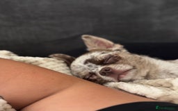 Chihuahua dogs for stud: Beautiful Merle Chihuahua available for stud 🐾 - Image 3