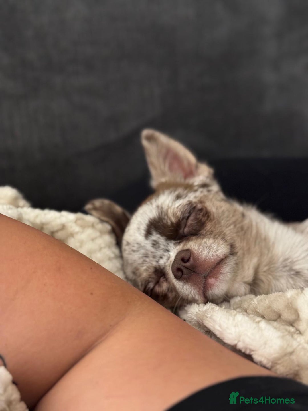 Chihuahua dogs for stud: Beautiful Merle Chihuahua available for stud 🐾 - Image 3